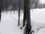 SKIALPINISTICKÝ VÍKEND V KRKONOŠÍCH tentokrát ze ŠPINDLU, Tak to byla opravdová zima! mrtě nového sněhu, vysoká lavinovka 3-4, ale náladička v týmu bezvadná. Využili jsme pohostinnosti Martinovky a dali si KRNAPEM povolené trasy v Údolí Bílého Labe a na Labs - fotografie 23