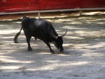 LETN FRANCOUZSK POHODA NA EKCH Gard, Tarn, Herault a Ardeche, Skvl slunen poas na rozdl od detivch ech, jin temperament a b zpasy, skvl vno, ndhern eky, przran a tepl voda, no prost pohoda jak m bt... - fotografie 402